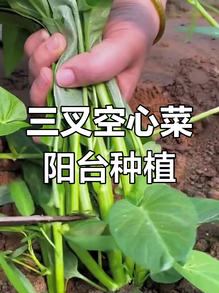 阳台小院必种三叉空心菜,一次种植多次采收