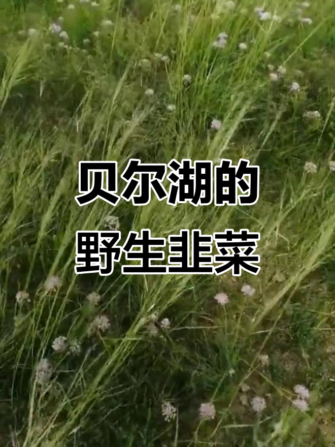 呼伦贝尔贝尔湖边的美味野韭菜花,竟然能吃!