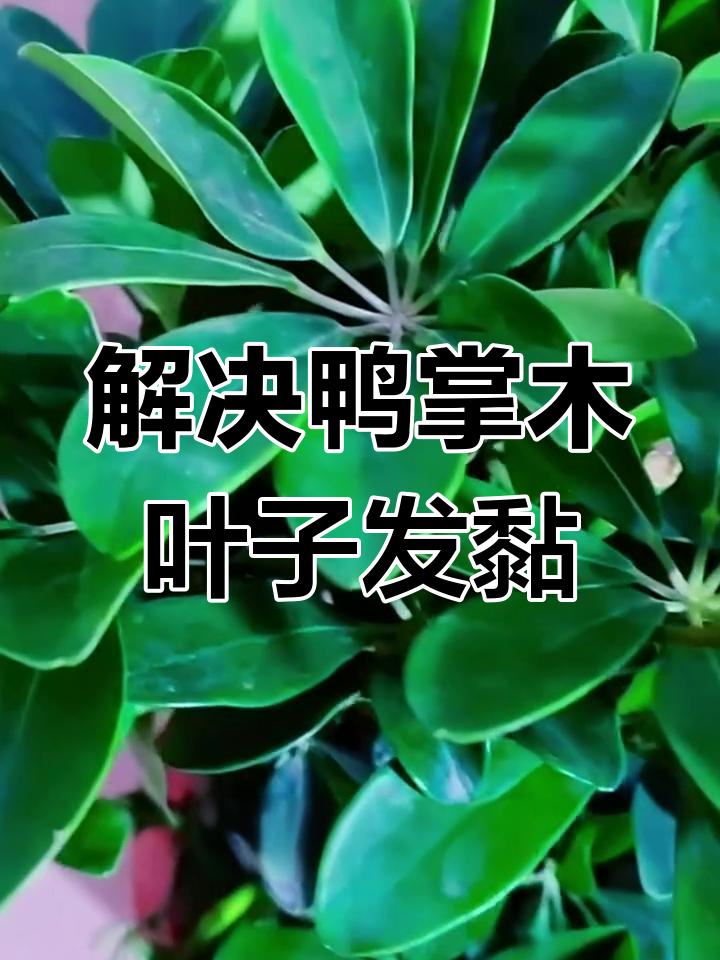鸭掌木叶子发粘?教你如何处理霉变问题