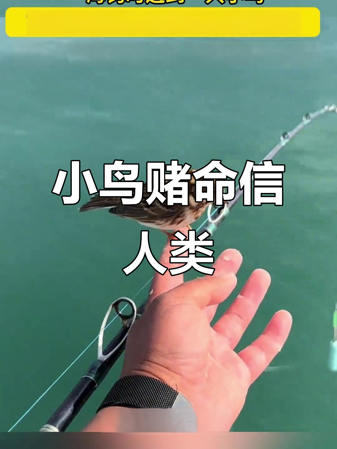 12月2日海钓时小鸟信任我,停在鱼竿上休息