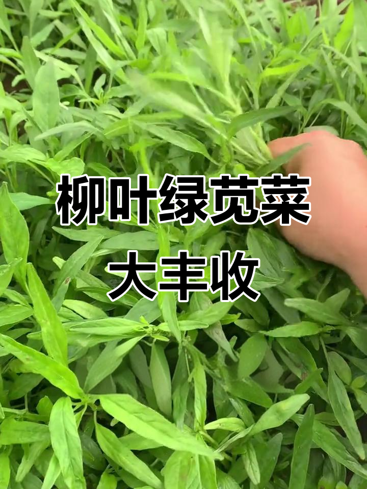 柳叶绿苋菜丰收,雨后地里一拔就是一大把