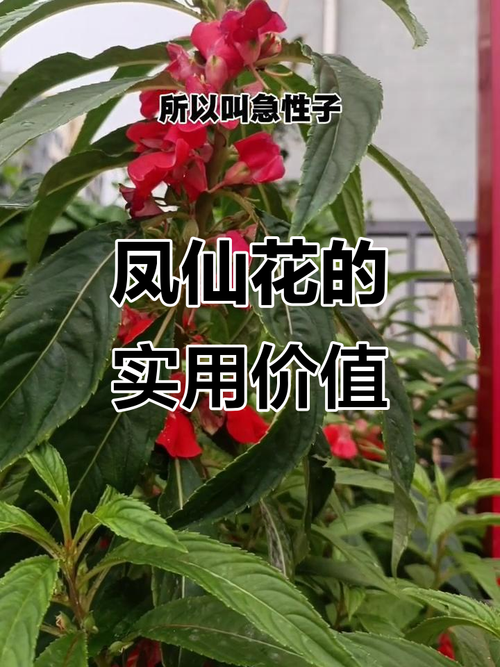 凤仙花不仅是美丽花卉,它的茎秆泡酒竟有神奇功效