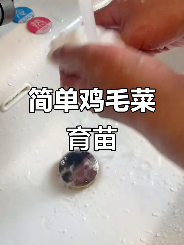 简易鸡毛菜育苗技巧,轻松上手