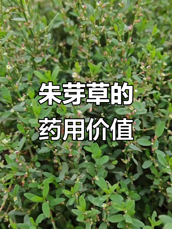农村常见野菜,竟是宝贝!朱芽草的神奇功效