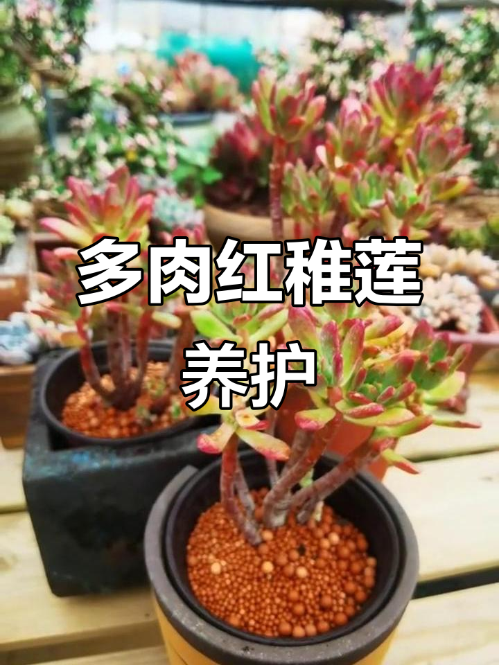 红稚莲多肉植物养护全攻略,轻松掌握种植技巧