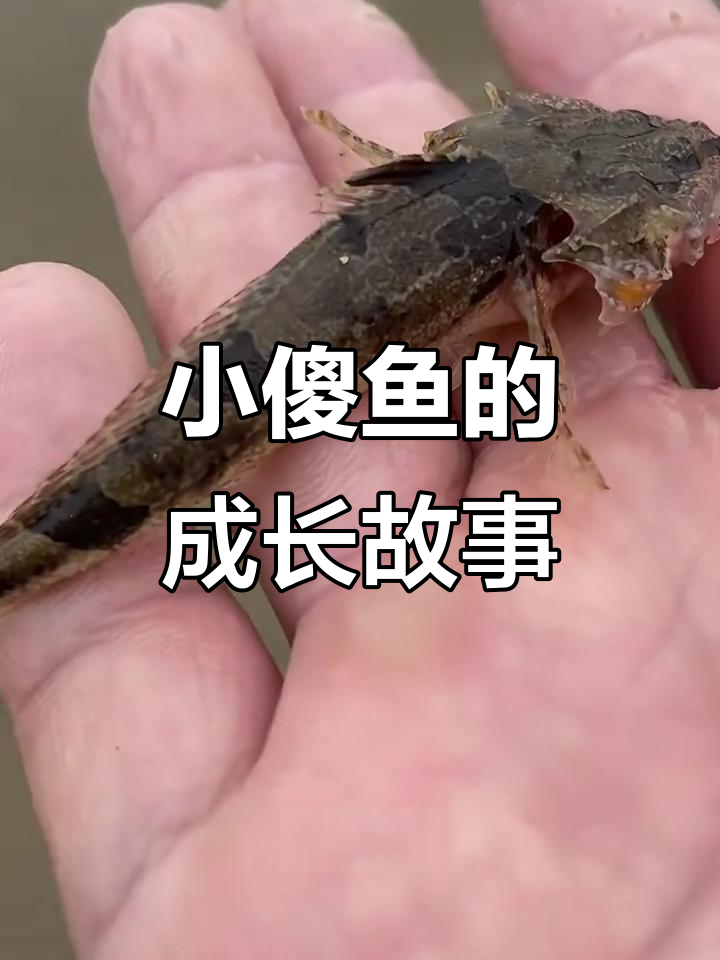 松江鲈鱼:从山间捡到的小傻鱼,传承中的国宝