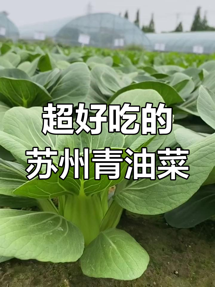 苏州青油菜,懒人必备!一口爆汁,比任何蔬菜都香