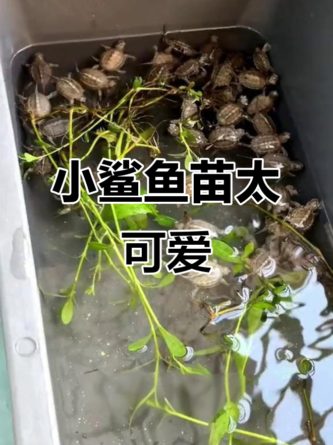 买了三条鲨鱼苗,结果竟然这么萌!淡水小鲨鱼的成长记
