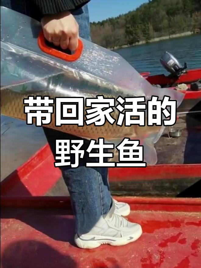 活鱼运输新法,20小时不失去鲜味