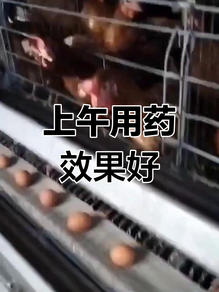 蛋鸡输卵管消炎,上午还是下午用效果更好?