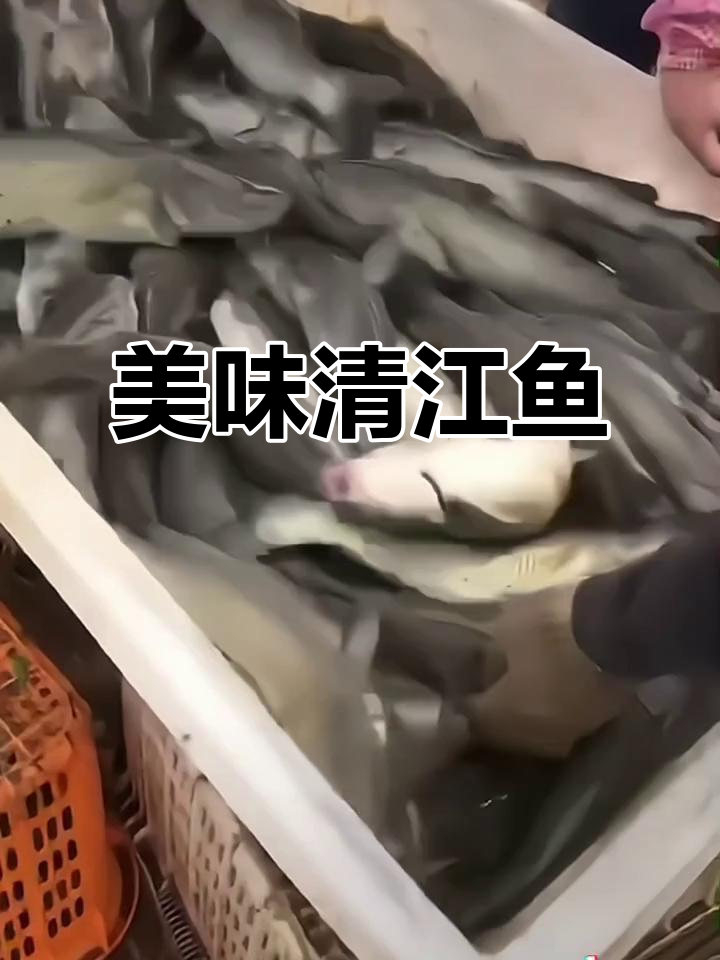 无鳞无刺清江鱼,口感鲜美营养丰富