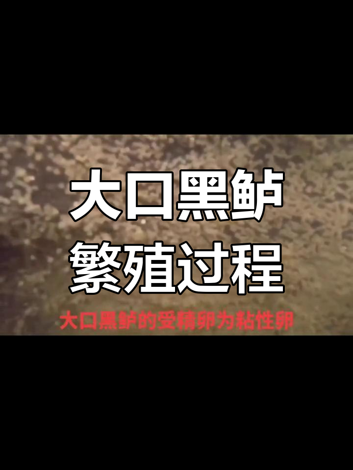 大口黑鲈产卵与孵化条件解析