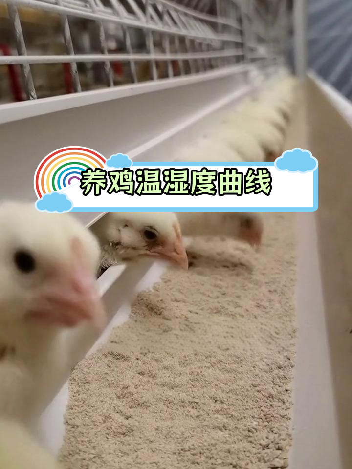 肉鸡温湿度管理技巧,科学养鸡少走弯路