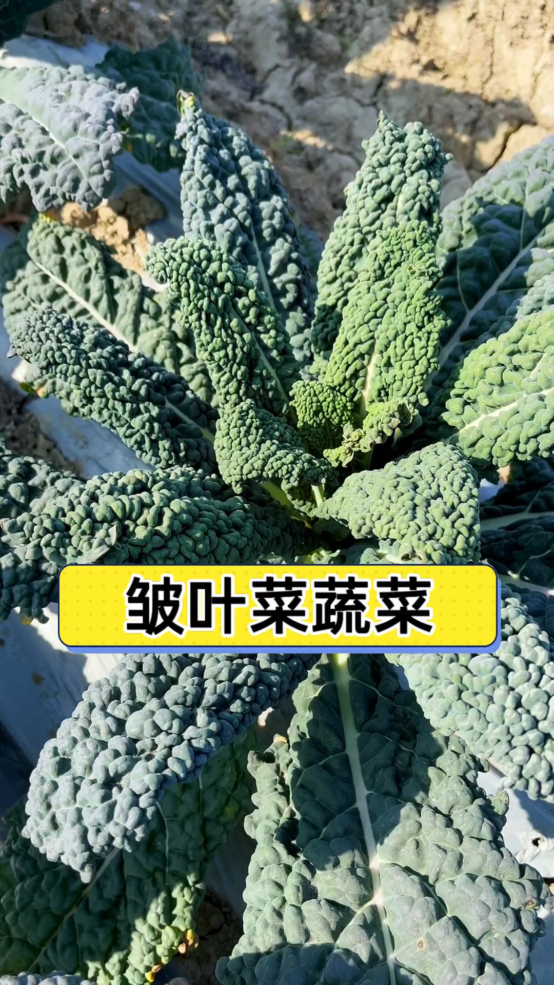 皱叶菜蔬菜