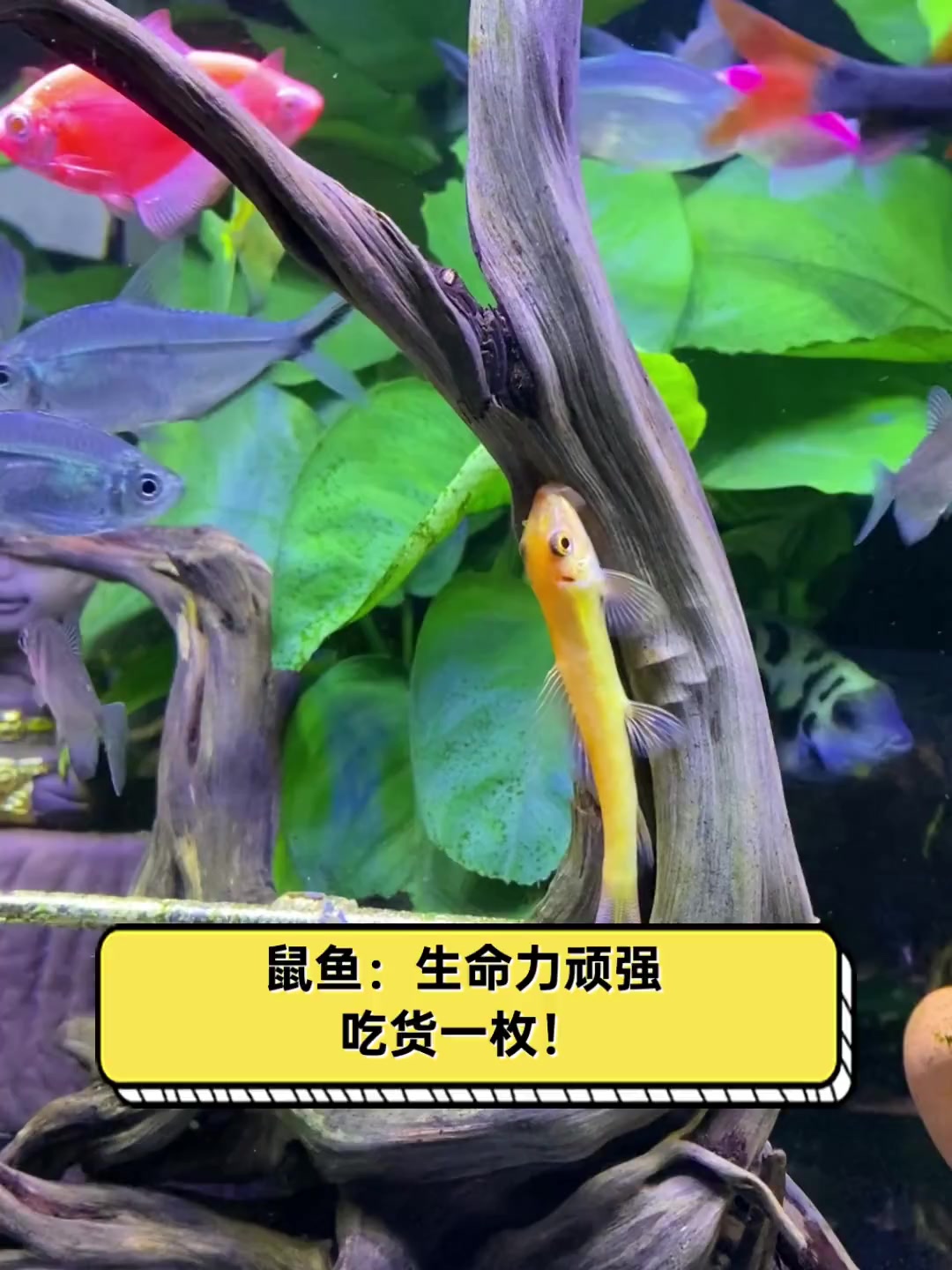 鼠鱼:生命力顽强,吃货一枚!