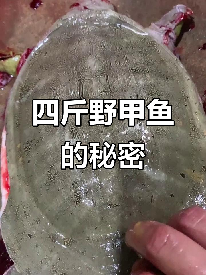野生甲鱼大揭秘,四斤母鳖带你见证奇迹