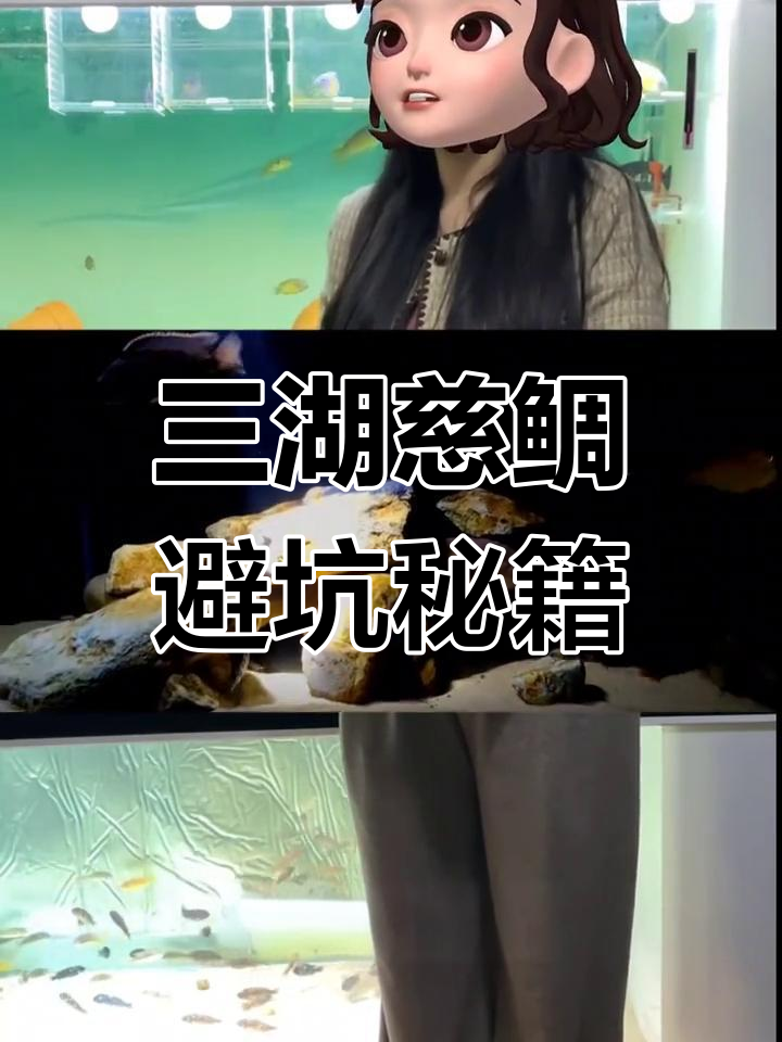 养三湖慈鲷必看指南,避免常见误区!