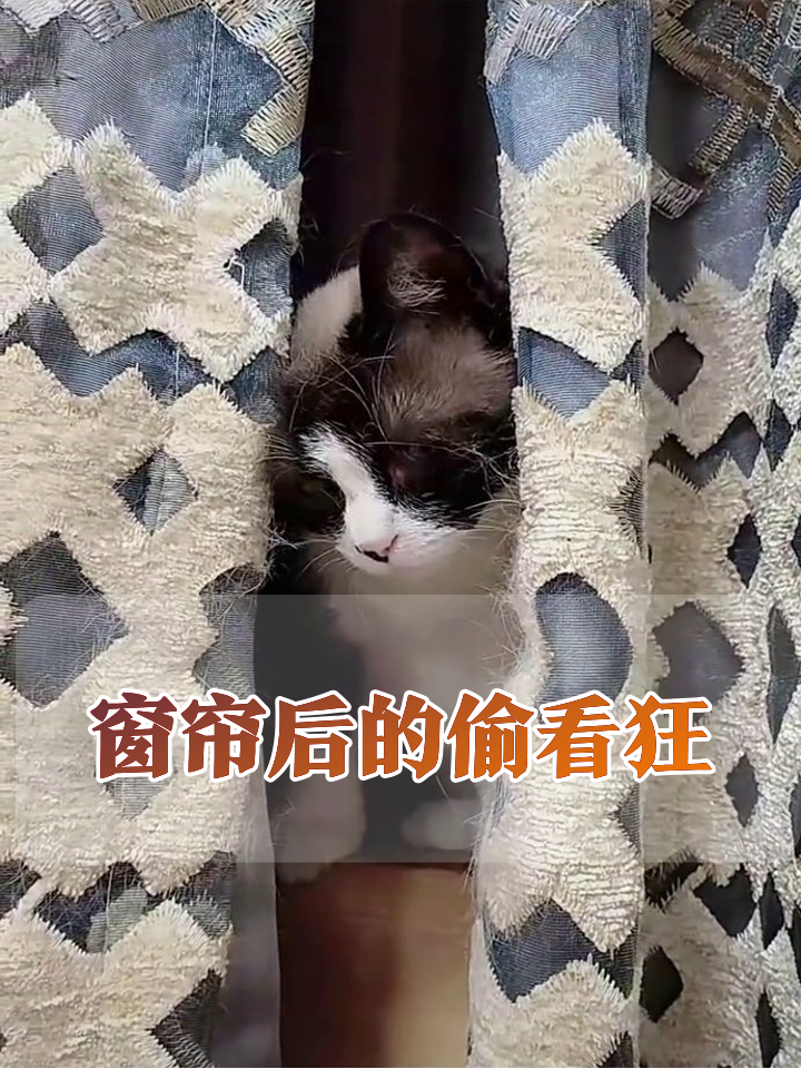 猫咪躲窗帘后偷看,缩头探头像在玩捉迷藏,最后心虚跑路