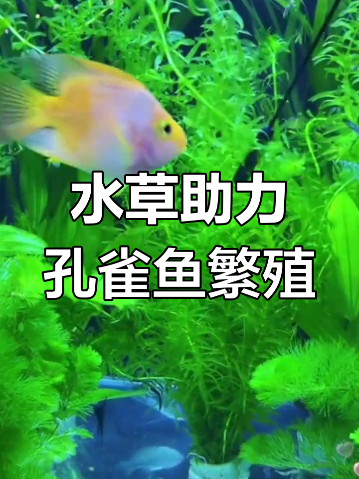 蜈蚣草让孔雀鱼爆缸,水质净化超简单