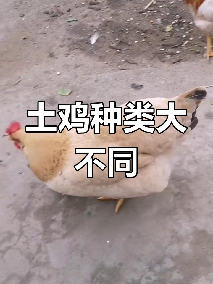 三黄鸡与家常土鸡的区别解析