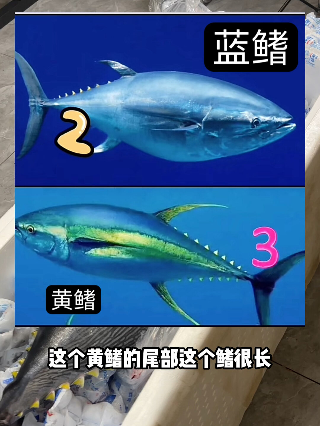 蓝鳍与黄鳍金枪鱼的区别?