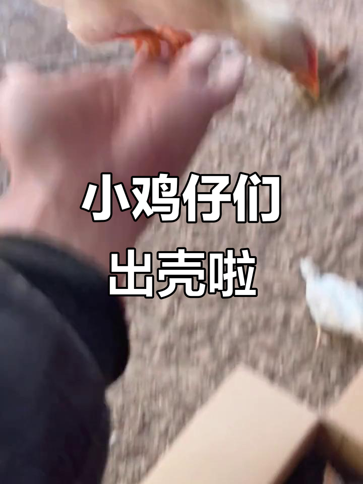 小鸡脱温,呆萌可爱,外头世界太有趣了!