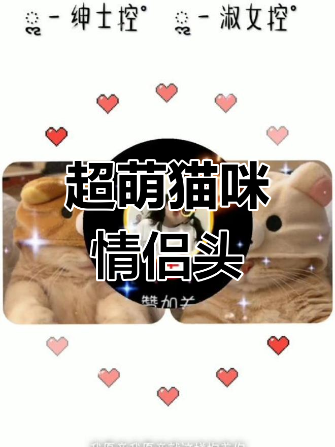 猫咪萌宠,情侣必备头像