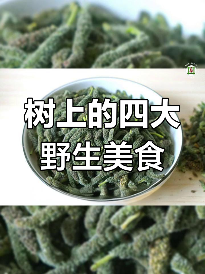 树上也能找到美味野菜,四种你绝对没听说过的植物