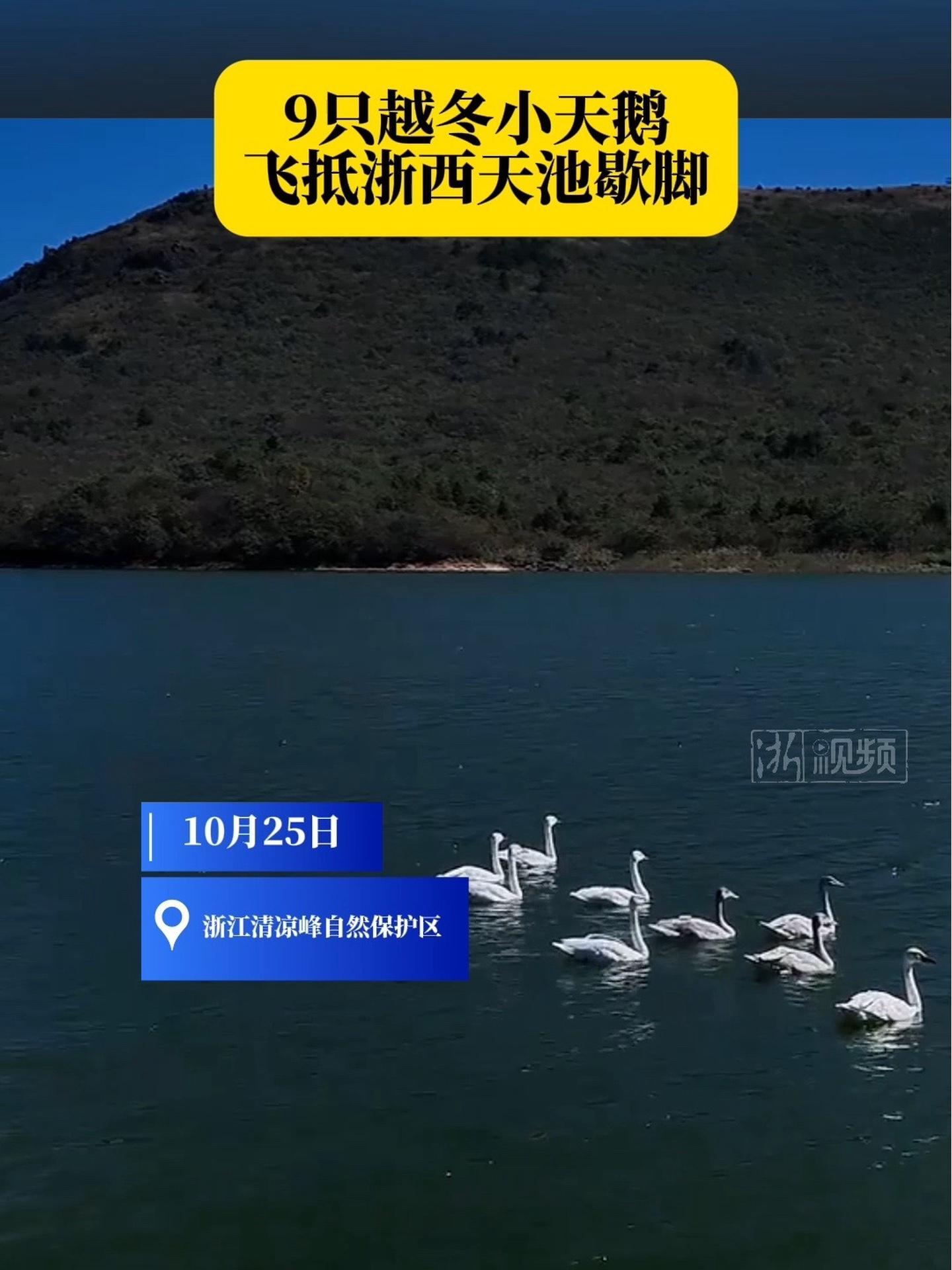 9只越冬小天鹅飞抵浙西天池歇脚 10月25日,浙江清凉峰自然保护区 千顷塘水域(浙西天池)