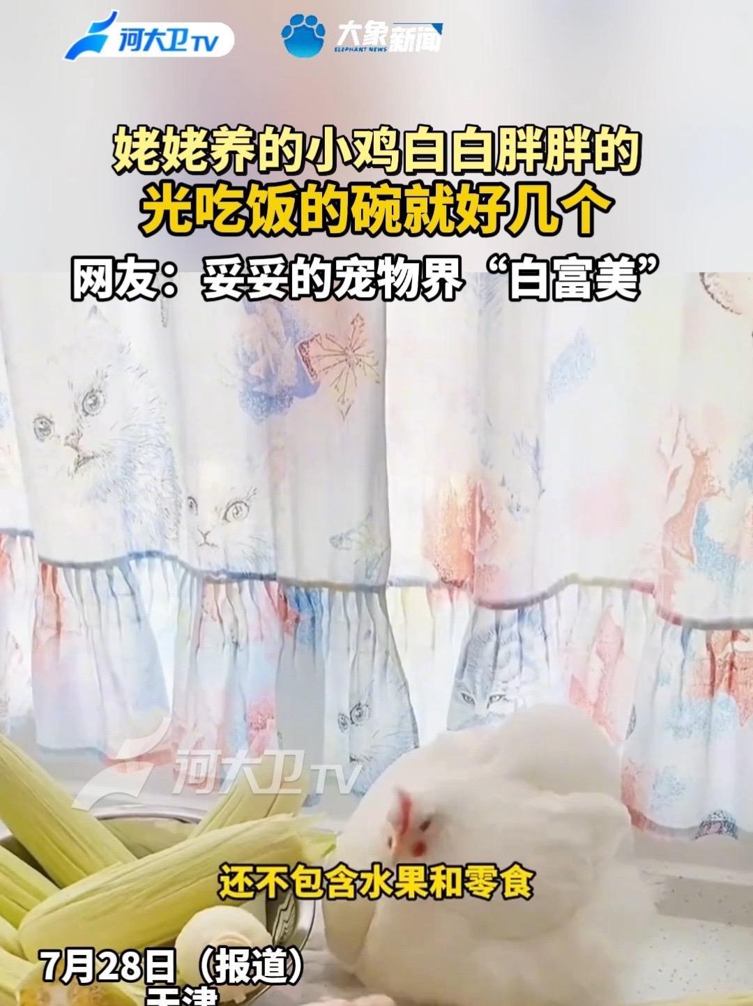 姥姥养的小鸡白白胖胖的，光吃饭的碗就好几个。网友：妥妥的宠物界“白富美”@运小猪 姥姥养的