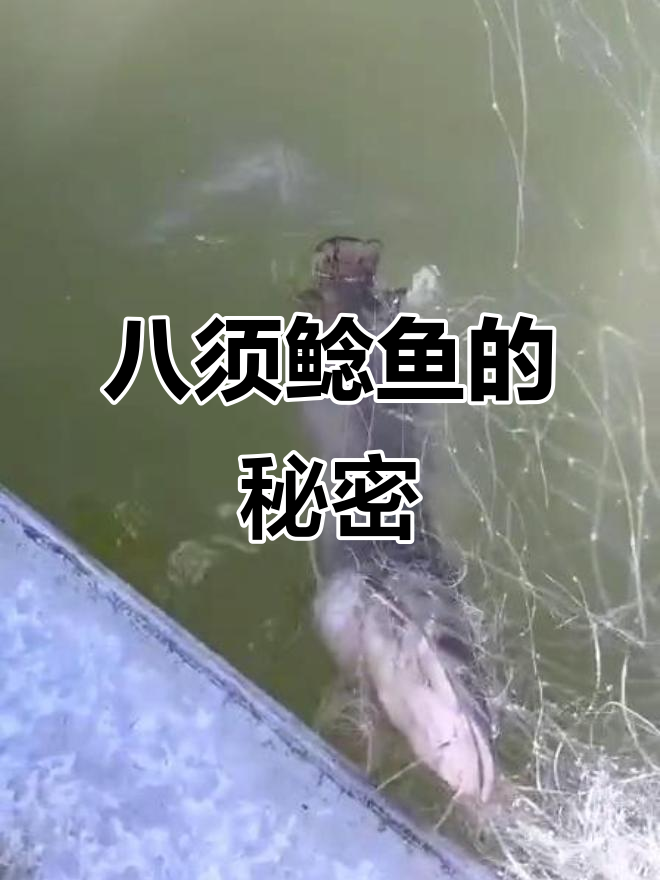 八须鲶鱼：时光盗贼惊扰少年梦