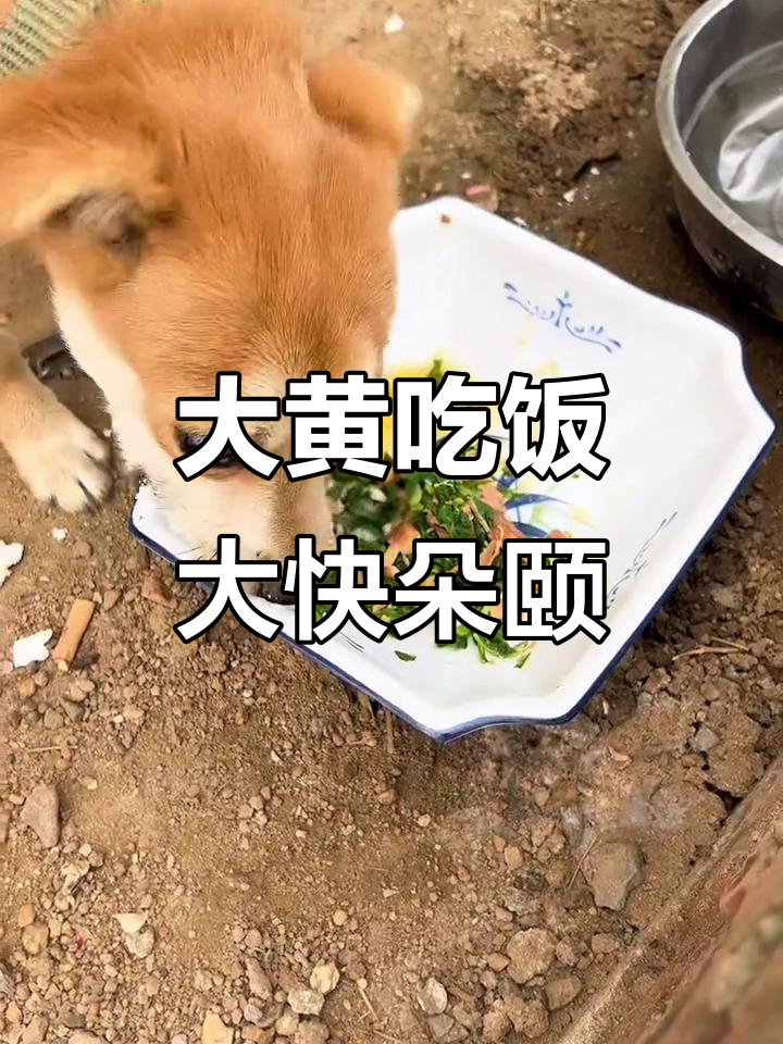 大黄今天也吃上了鱼豆腐,吃得超开心!
