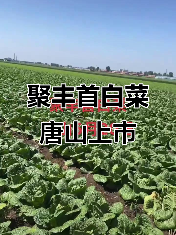 唐山玉田巨风手白菜5月20日上市,沈阳耕田种业助力增产