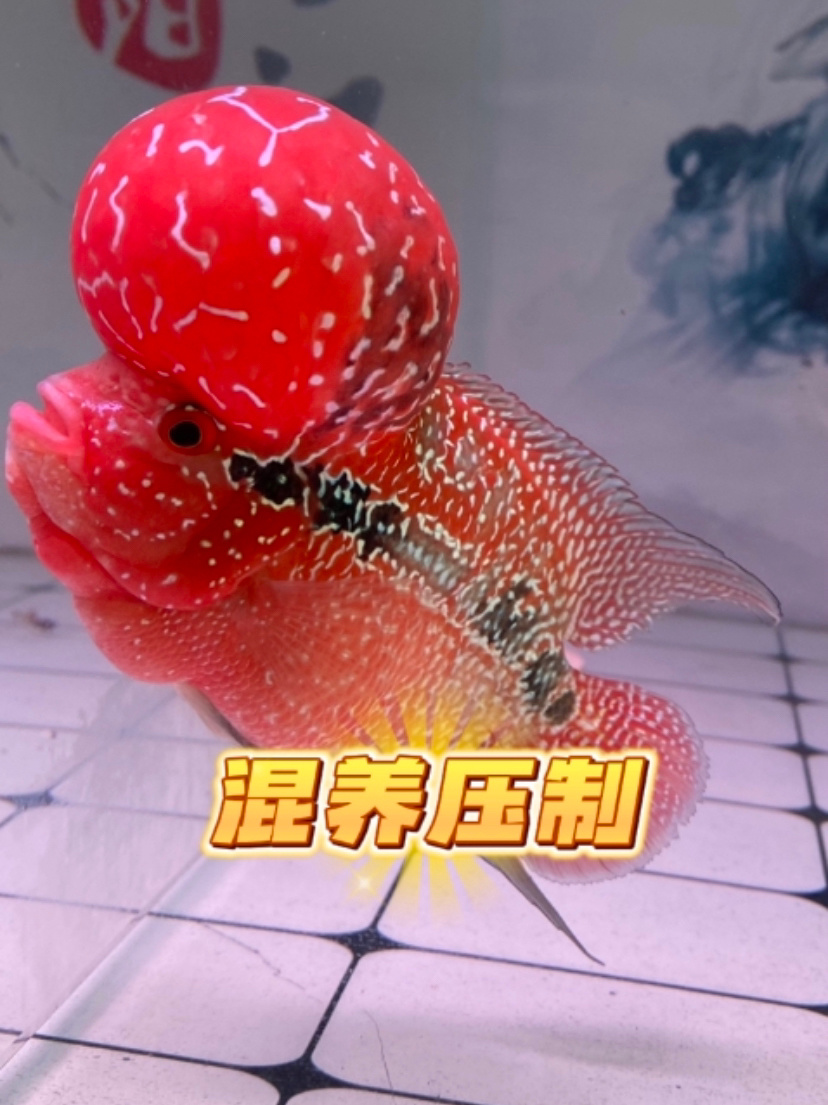 罗汉鱼的混养压制