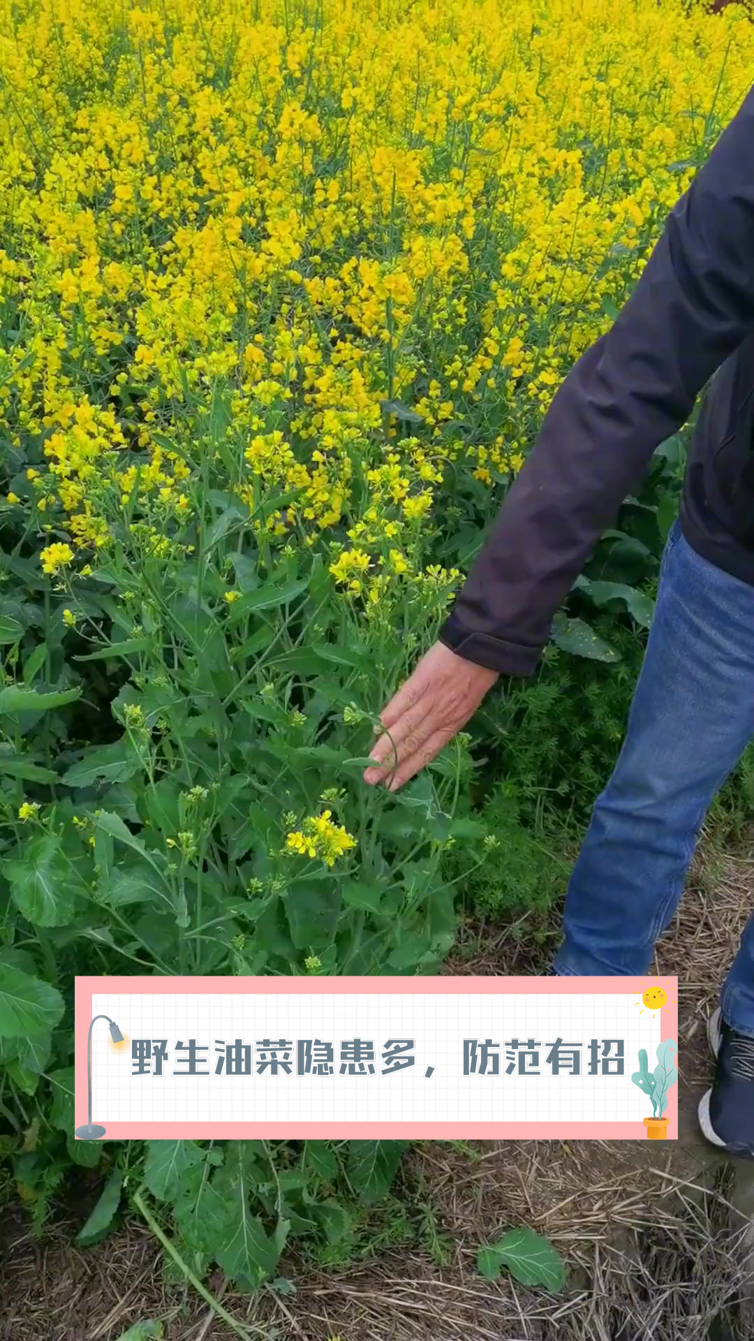 野生油菜隐患多，防范有招