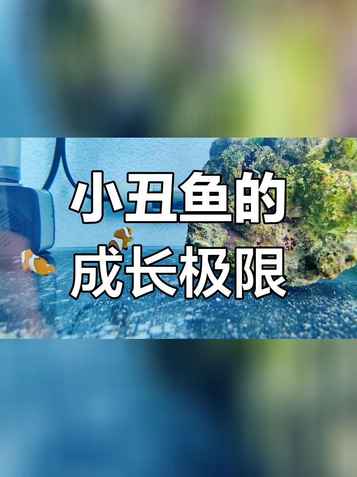 公子小丑鱼能长到多大?