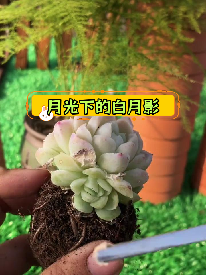 白月影:多肉中的月光仙子