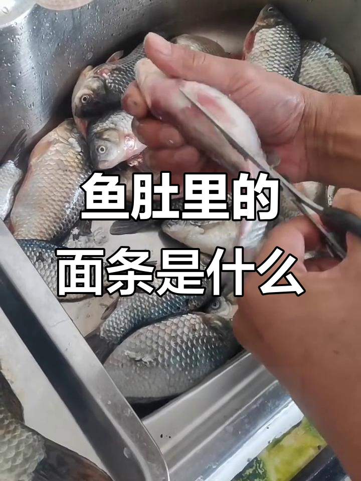 鱼腹惊现白色面条状物，竟是寄生虫？