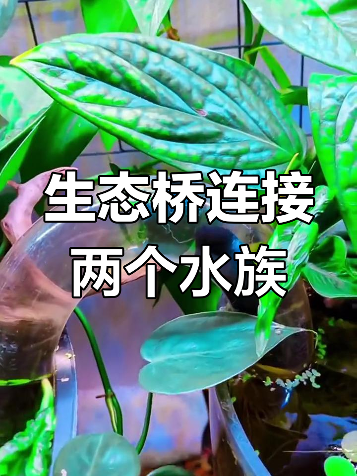 U型亚克力管打造鱼缸桥梁,让鱼儿自由穿梭