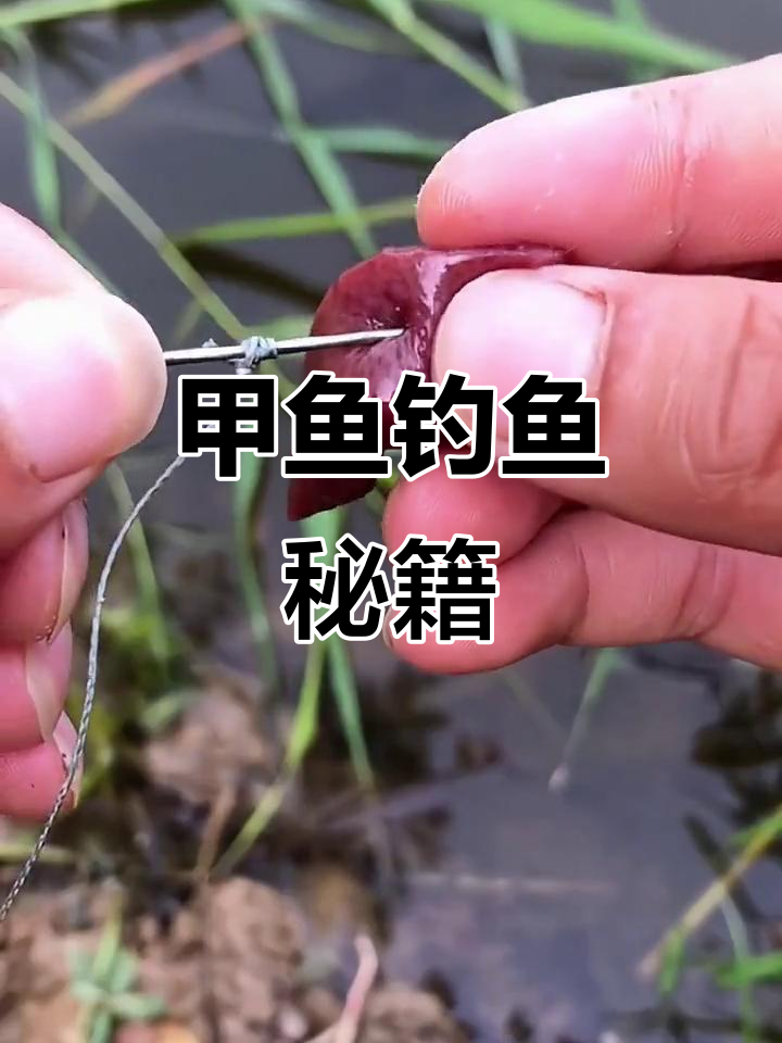 钓甲鱼轻松搞定，猪肝挂钩，早晚一收，满满收获！