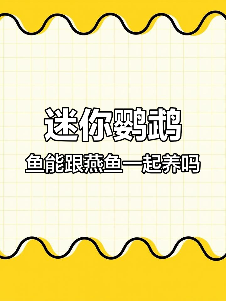 迷你鹦鹉鱼与叶儿鱼的混养技巧,何时分开最合适?