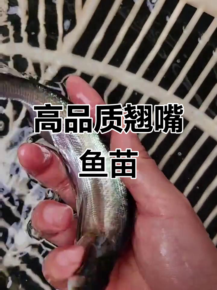 翘嘴鱼苗养殖优势:高成活率、肉质鲜美,市场前景好