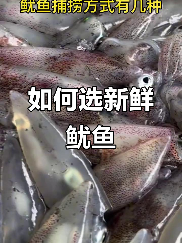挑选新鲜鱿鱼的技巧,做法多样不挑人