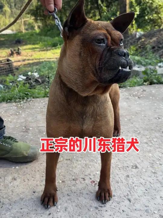 粉丝有只很丑的川东猎犬,眼睛里长了息肉,今天让小脸哥帮它割了 #实战猎犬 #猎犬 #猎犬热