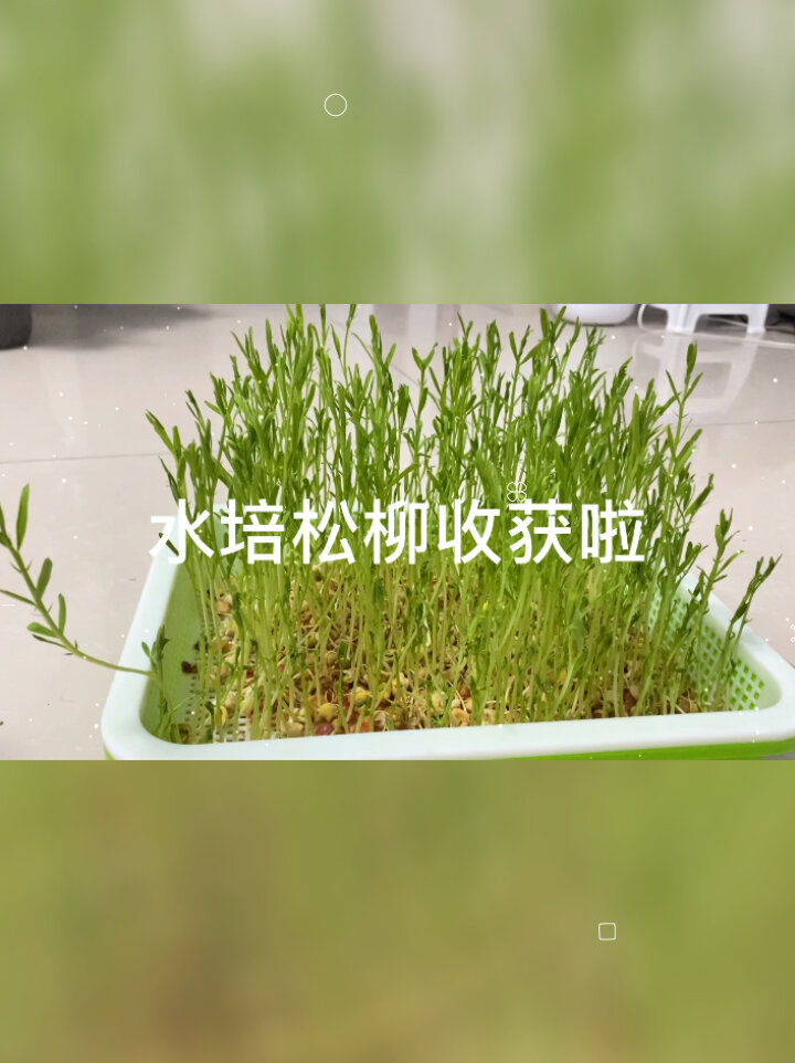 「芽苗菜」水培种植松柳苗,13天就能收获