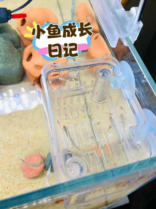 孔雀小鱼成长日记,期待他们全部长大,爆缸