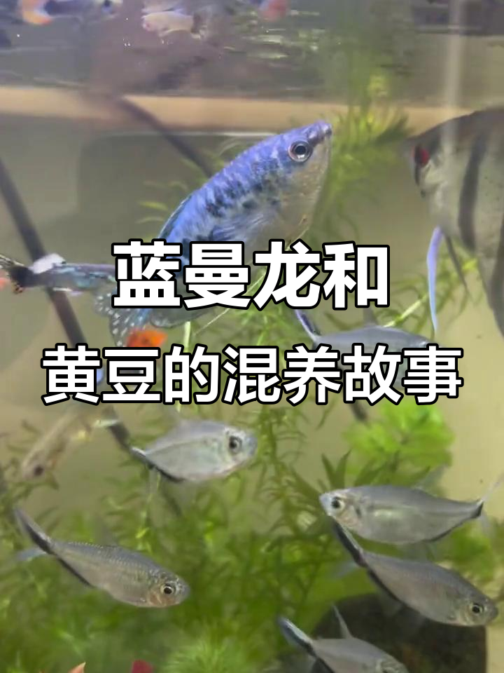 蓝曼龙与黄曼龙的“争霸战”,神仙鱼成了新宠