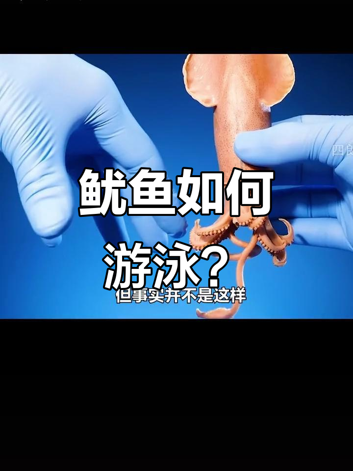 鱿鱼游动真相大揭秘，踩到黄貂鱼的后果竟然这么严重！