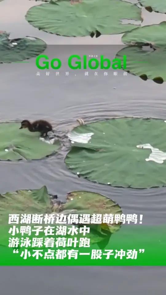 好快乐！博主在西湖断桥旁偶遇超萌小鸭子踩着荷叶游泳，像极了凌波微步。网友：小不点儿身上总能