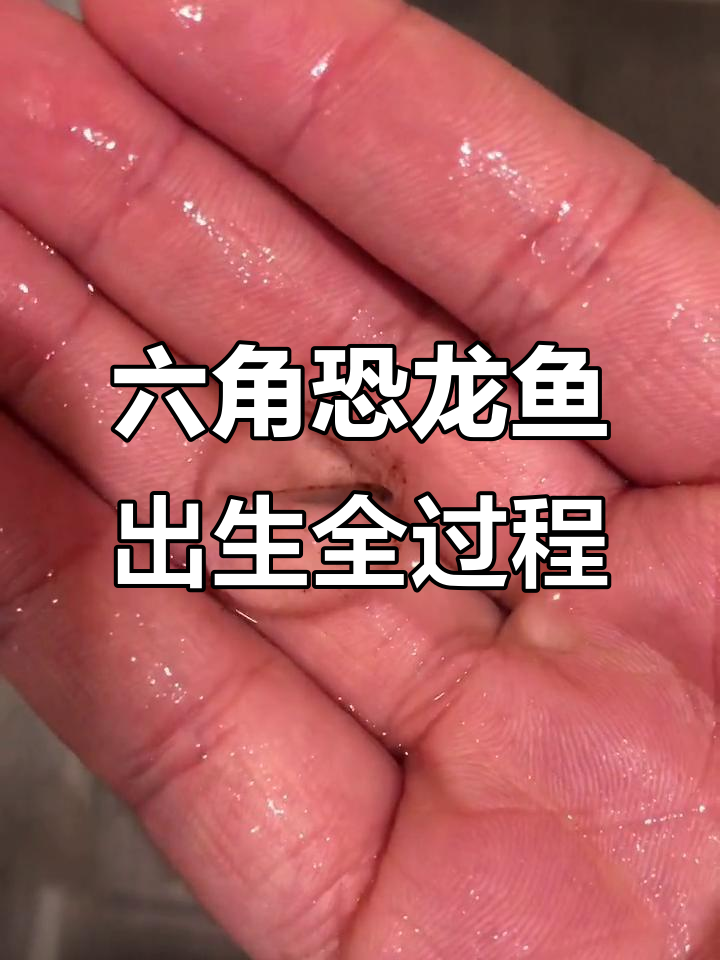 六角恐龙鱼接生大作战,最后四个竟然自己跑出来了!